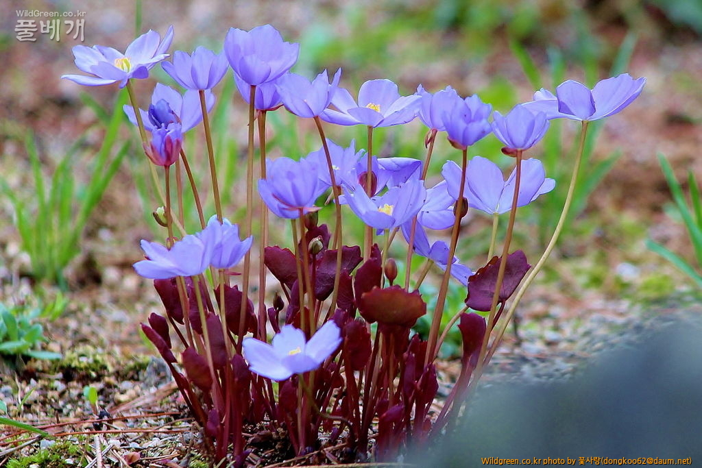 깽깽이풀  (15).JPG : 깽깽이풀