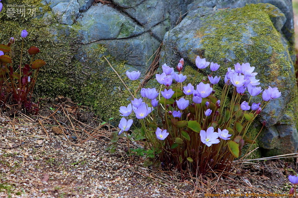 깽깽이풀  (12).JPG : 깽깽이풀