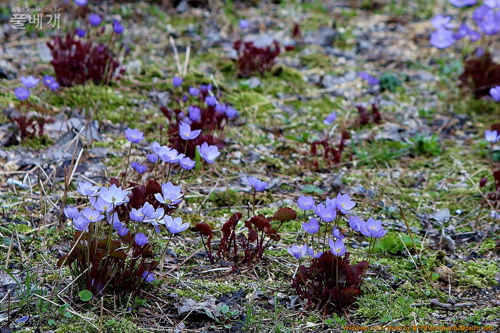 깽깽이풀  (6).JPG : 깽깽이풀