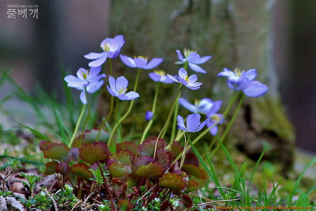 깽깽이풀  (11).JPG : 깽깽이풀