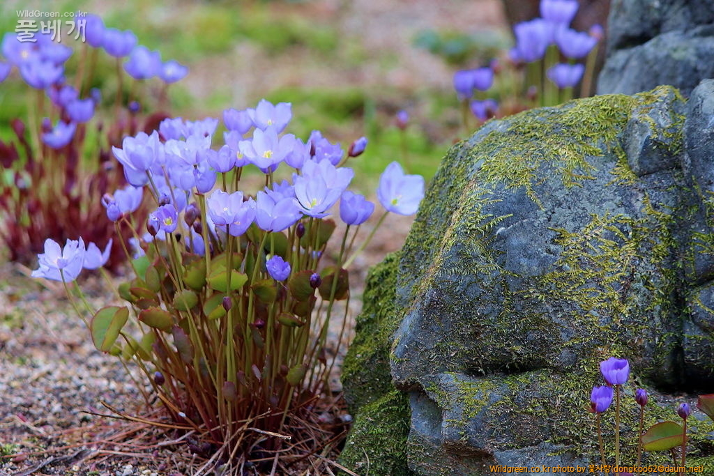 깽깽이풀  (18).JPG : 깽깽이풀