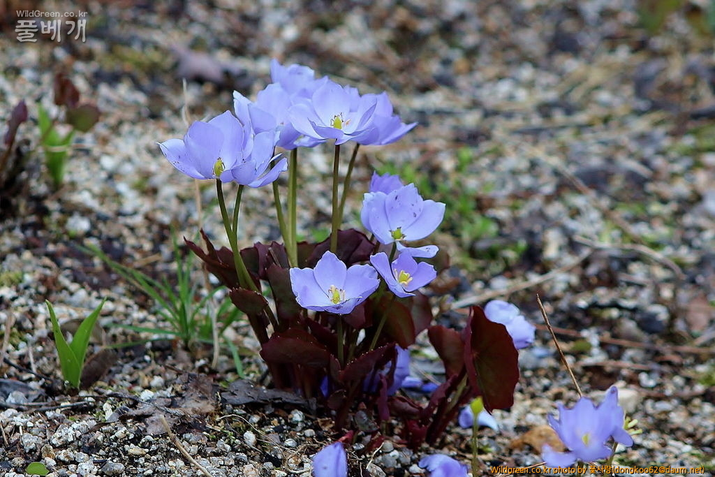 깽깽이풀  (7).JPG : 깽깽이풀