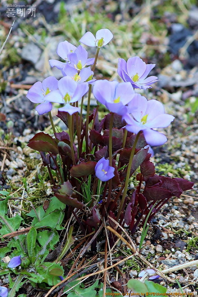 깽깽이풀  (4).JPG : 깽깽이풀