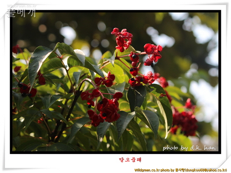 말오줌때 (4).jpg : 말오줌때