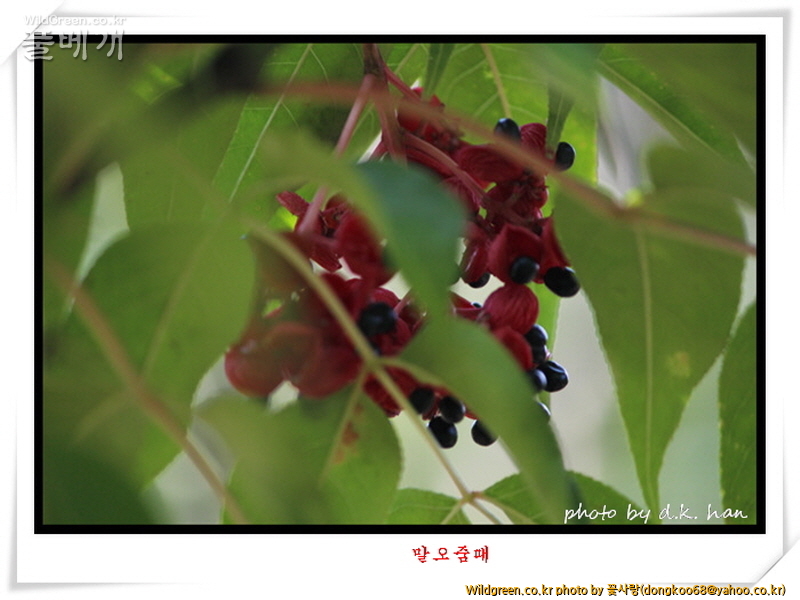 말오줌때 (3).jpg : 말오줌때