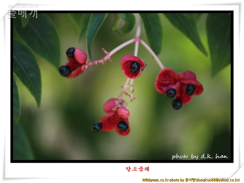 말오줌때 (2).jpg : 말오줌때