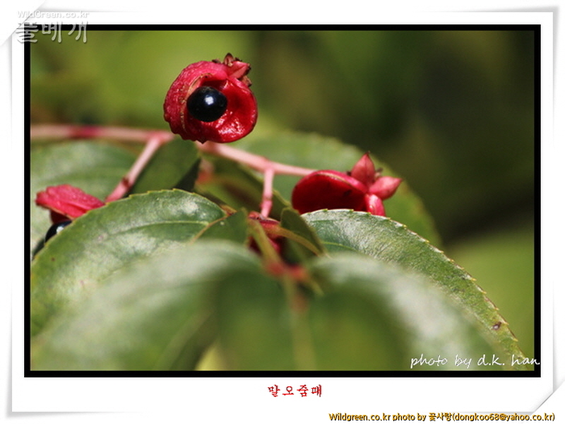 말오줌때 (1).jpg : 말오줌때