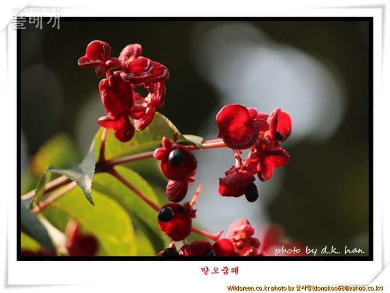 말오줌때 (5).jpg : 말오줌때