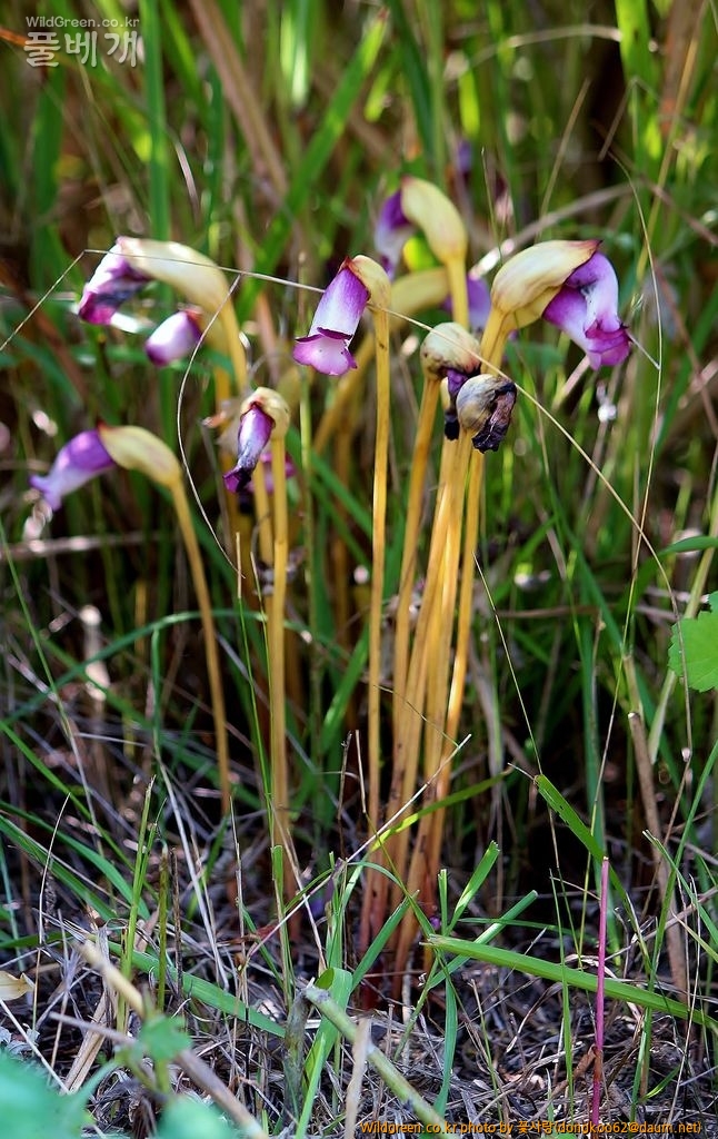 야고  (11).JPG : 야고