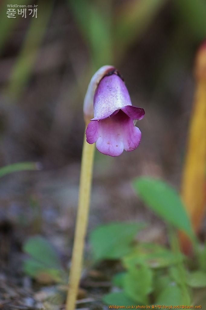 야고  (10).JPG : 야고