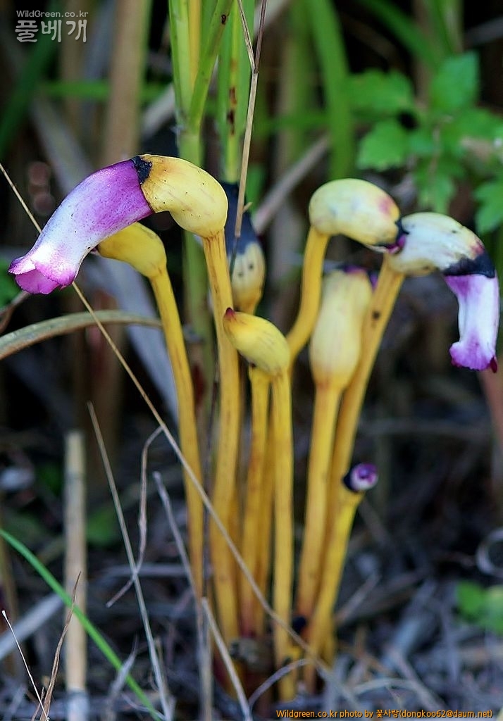 야고  (9).JPG : 야고