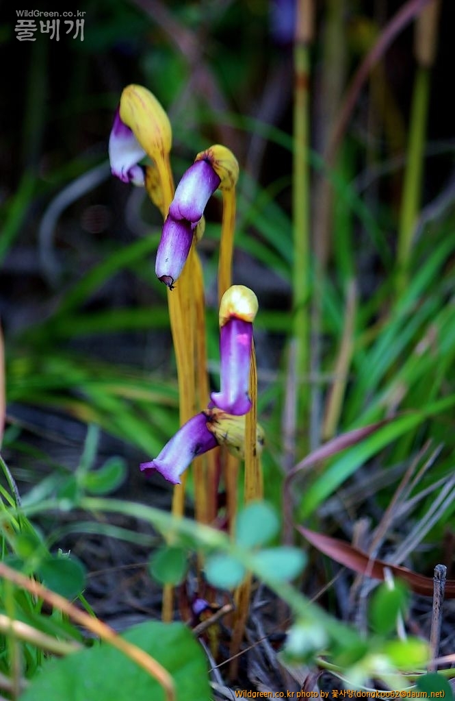 야고  (8).JPG : 야고