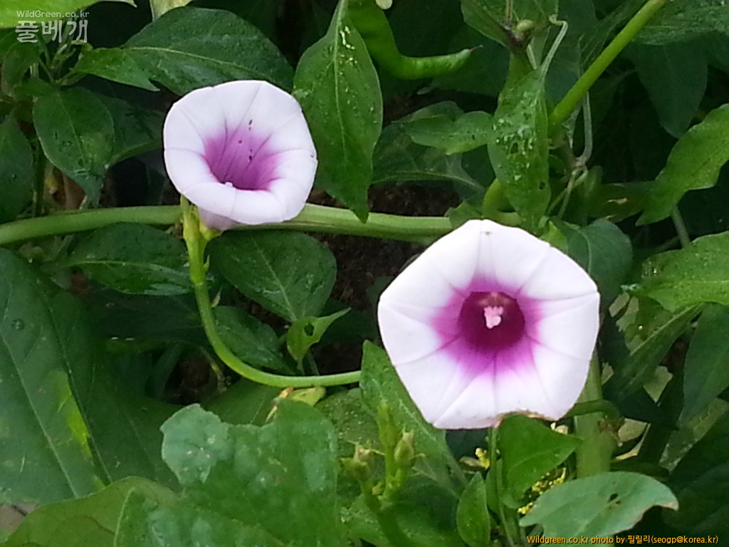 20130901_073322.jpg : 고구마꽃