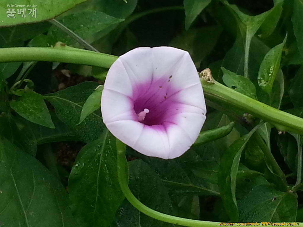 20130901_073206.jpg : 고구마꽃