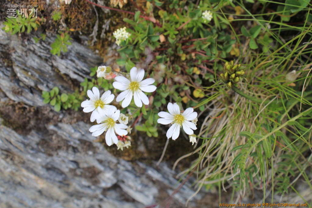 융프라우 242.jpg : 점나도나물