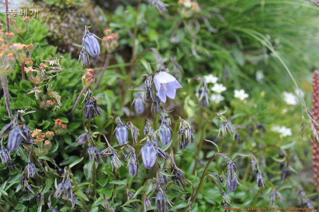 융프라우 247.jpg : 금강초롱꽃