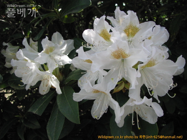 곰돌이와 꽃 078.jpg : 만병초