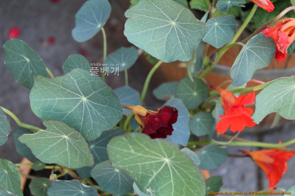 하이디 마을 002.jpg : 한련