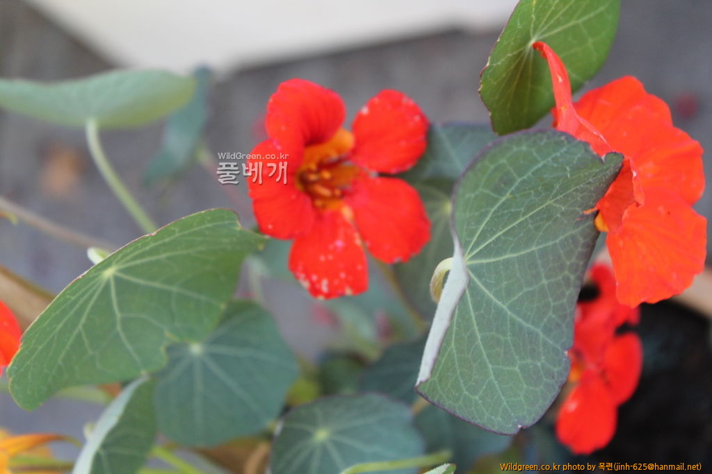 하이디 마을 003.jpg : 한련