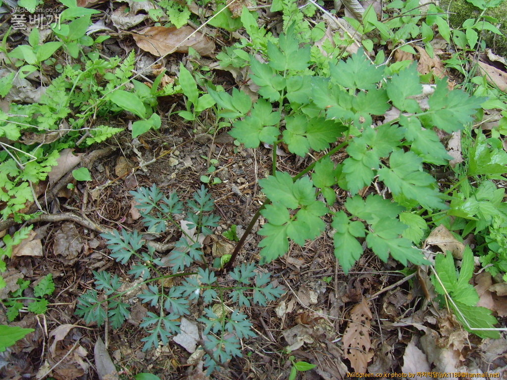 사진 136.jpg : 기름나물?