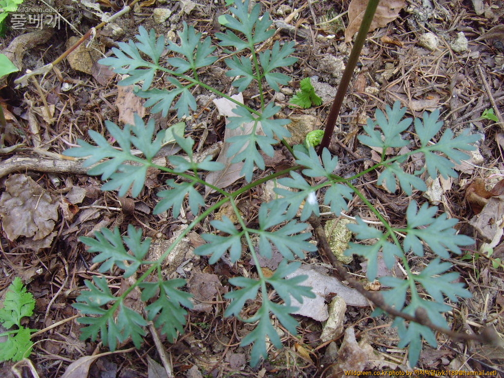 사진 135.jpg : 기름나물?