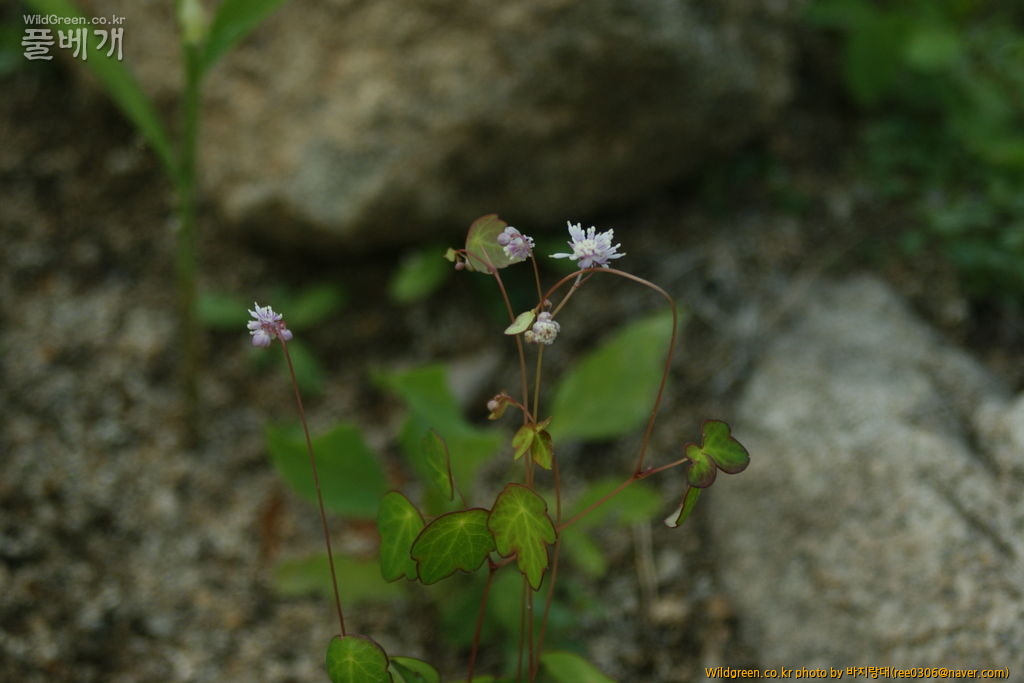 DSC07491.JPG : 무슨식물 일까요?