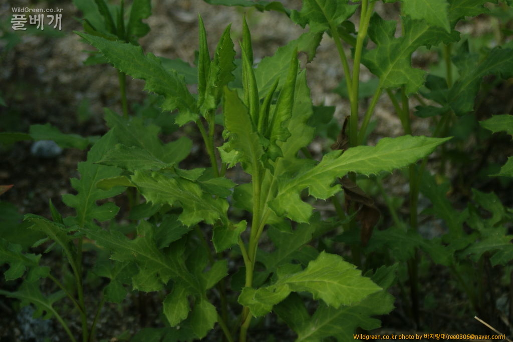 DSC07440.JPG : 무슨식물 일까요?