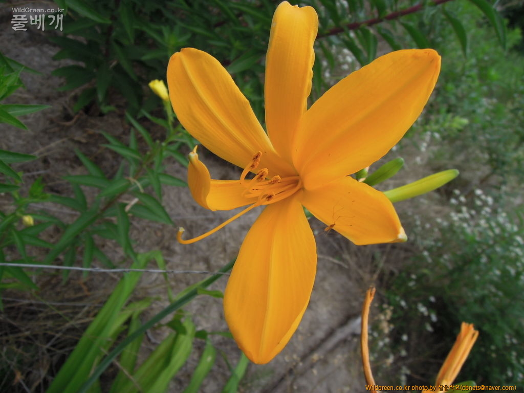 7월20일 작업 032.JPG : 우연히 만난 노랑꽃 원추리