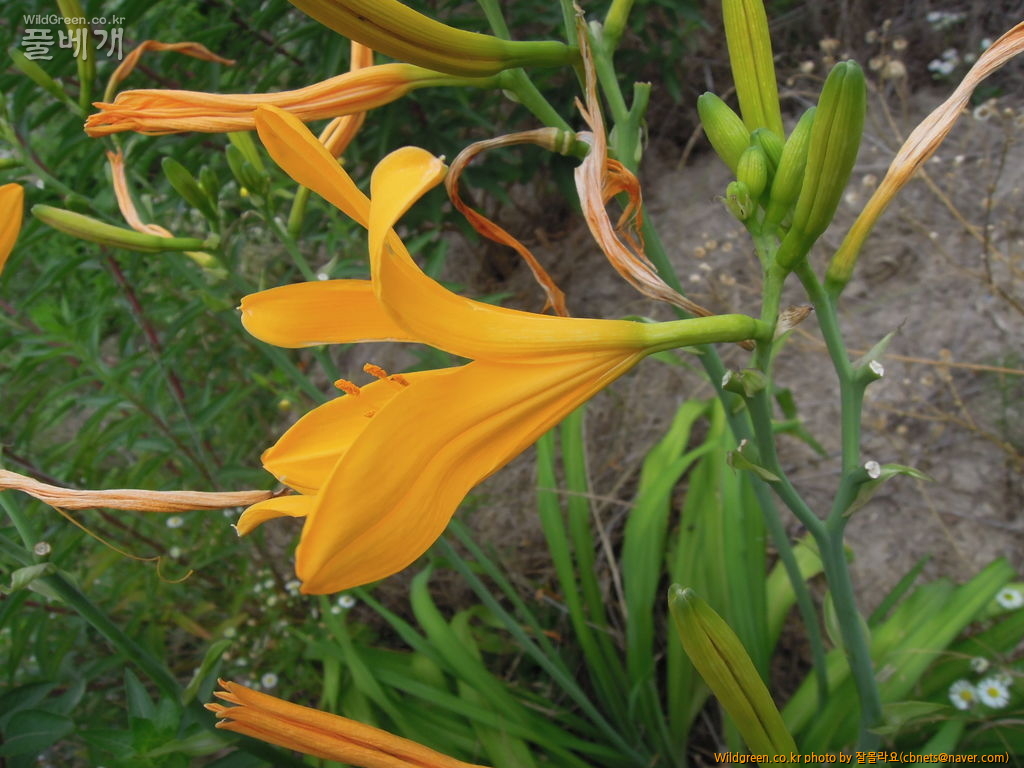 7월20일 작업 031.JPG : 우연히 만난 노랑꽃 원추리