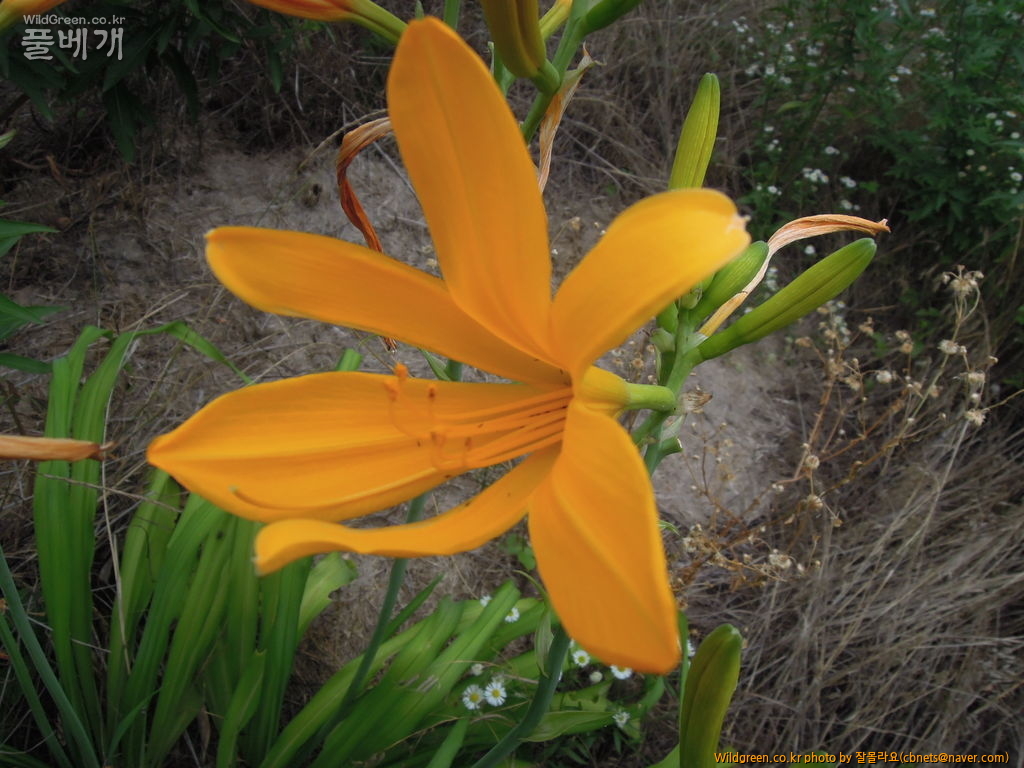 7월20일 작업 030.JPG : 우연히 만난 노랑꽃 원추리