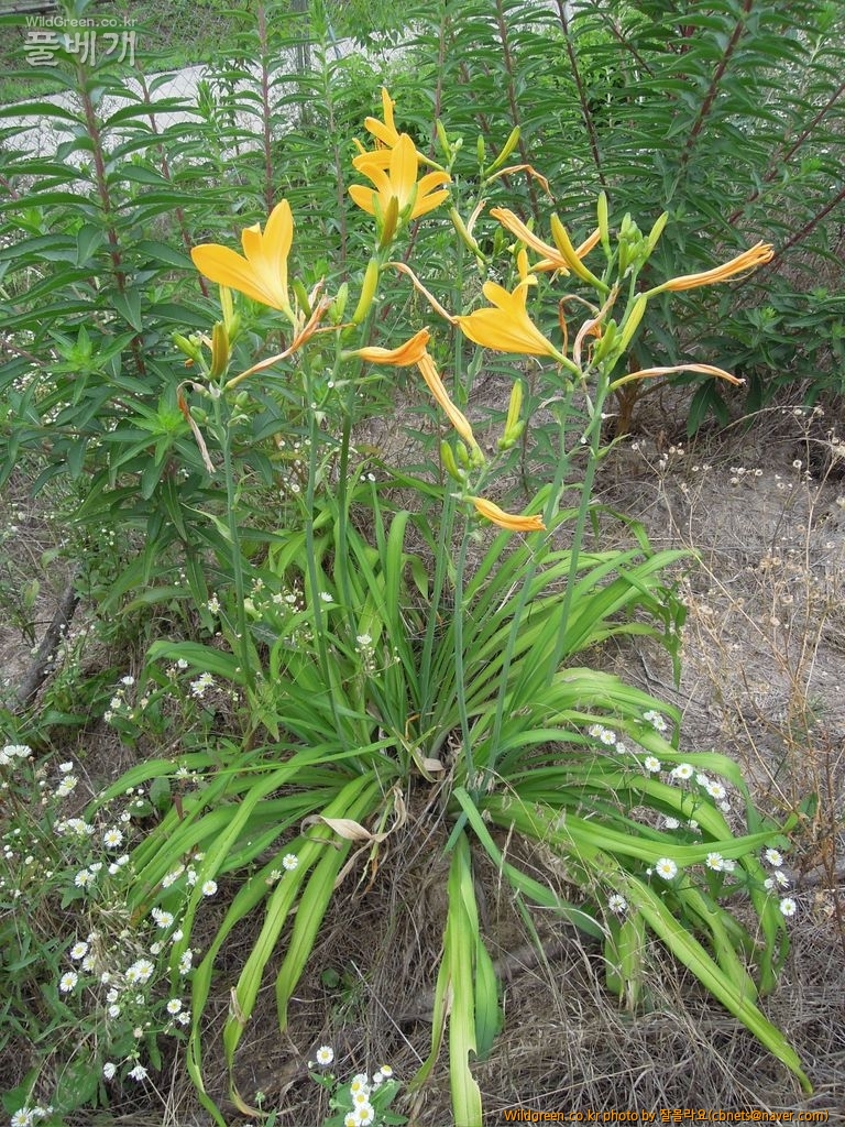 7월20일 작업 029.JPG : 우연히 만난 노랑꽃 원추리
