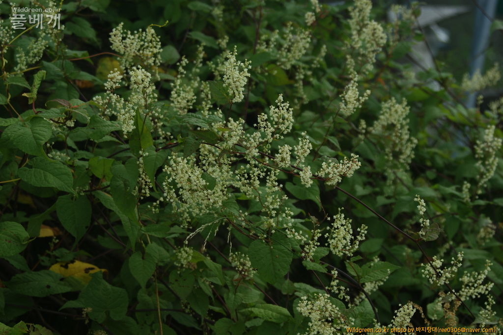 DSC00628.JPG : 동정 확인