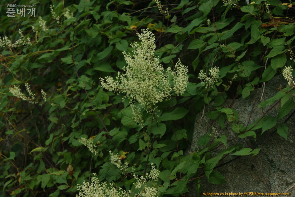 DSC00630.JPG : 동정 확인