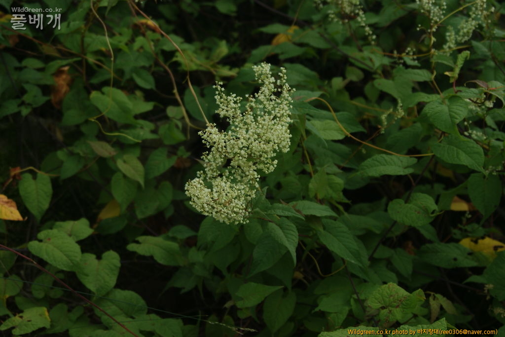 DSC00629.JPG : 동정 확인