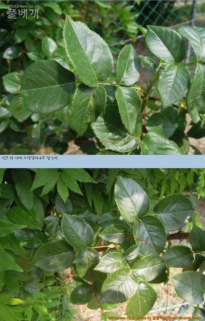 2015-06-16 20;47;40.jpg : 붉은찔레꽃