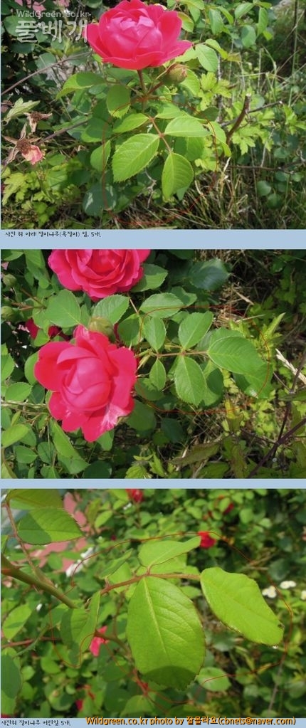 2015-06-16 20;47;21.jpg : 붉은찔레꽃