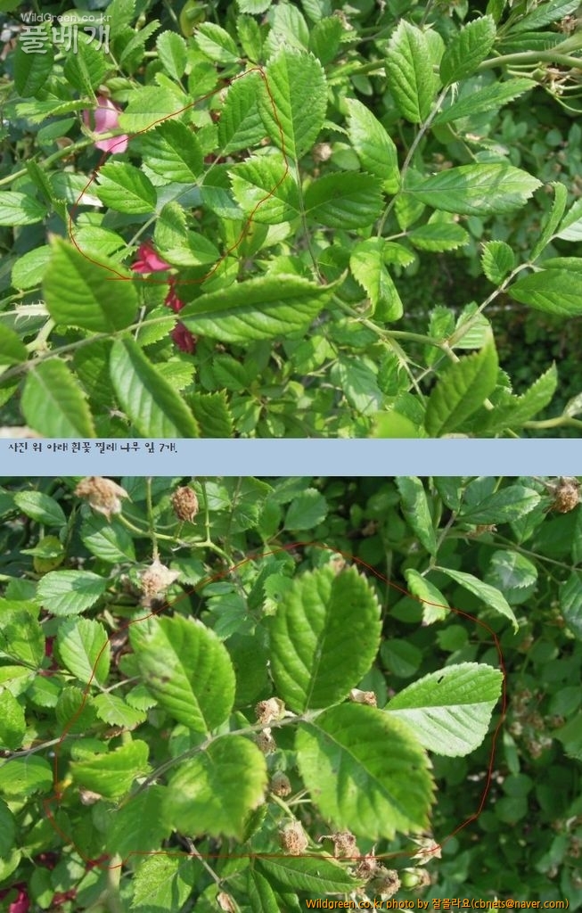 2015-06-16 20;48;15.jpg : 붉은찔레꽃