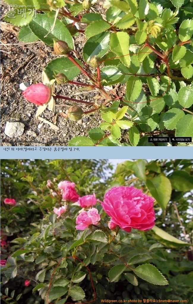 2015-06-16 20;47;57.jpg : 붉은찔레꽃