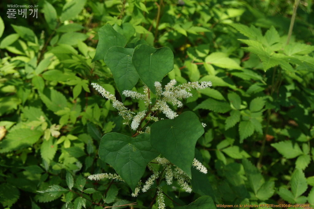 DSC00027.JPG : 농담