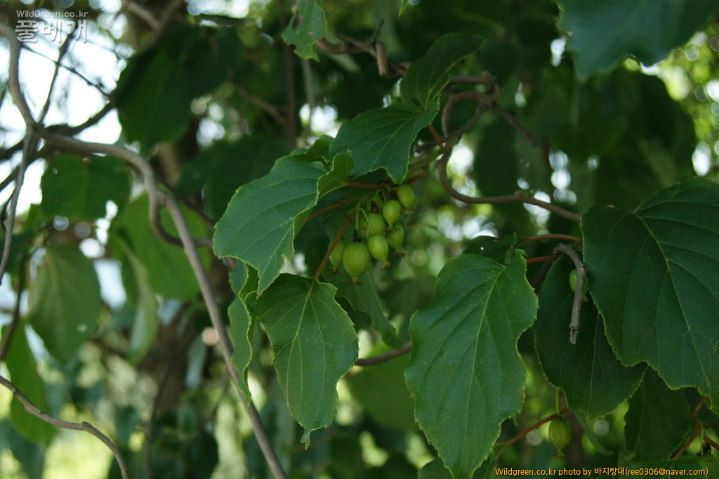 DSC00017.JPG : 농담