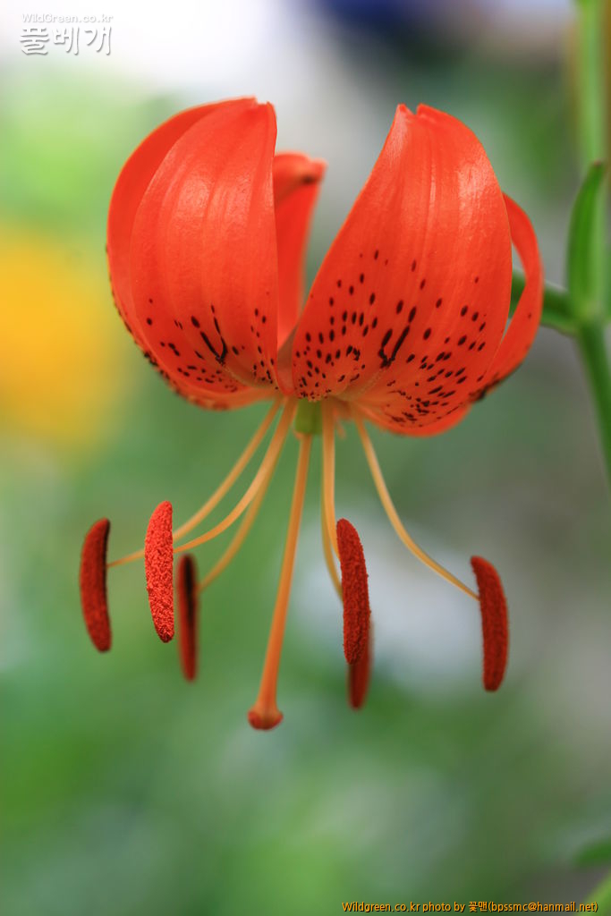 나리(털중-)(7).JPG : 털중나리