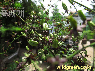 IMG_4000-여로 꽃과 씨앗.jpg : 여로