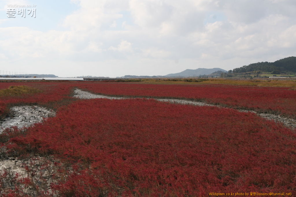 태평염생식물원 (4).JPG : 염생식물원