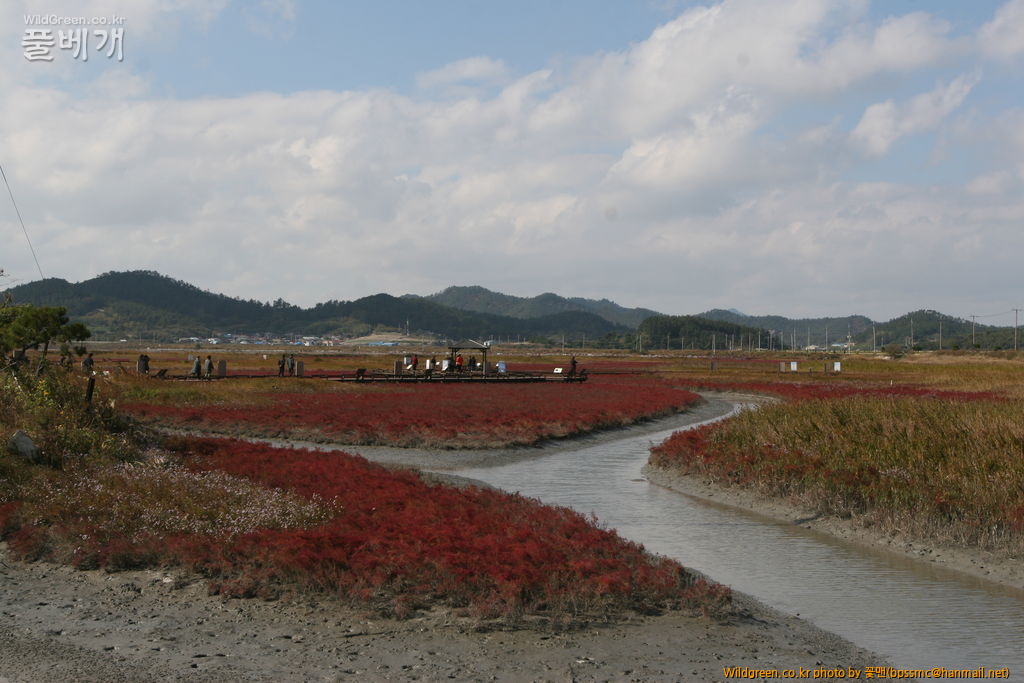 태평염생식물원 (1).JPG : 염생식물원