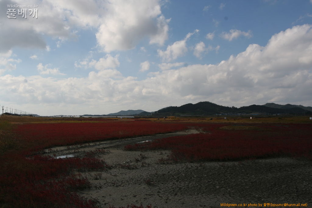 태평염생식물원 (6).JPG : 염생식물원