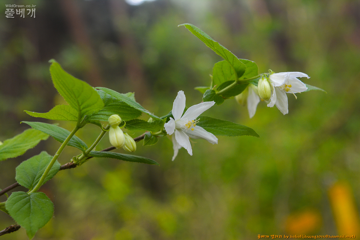 바위말발도리 (4).jpg