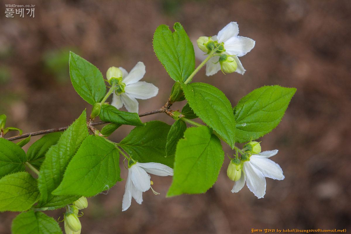 바위말발도리 (5).jpg