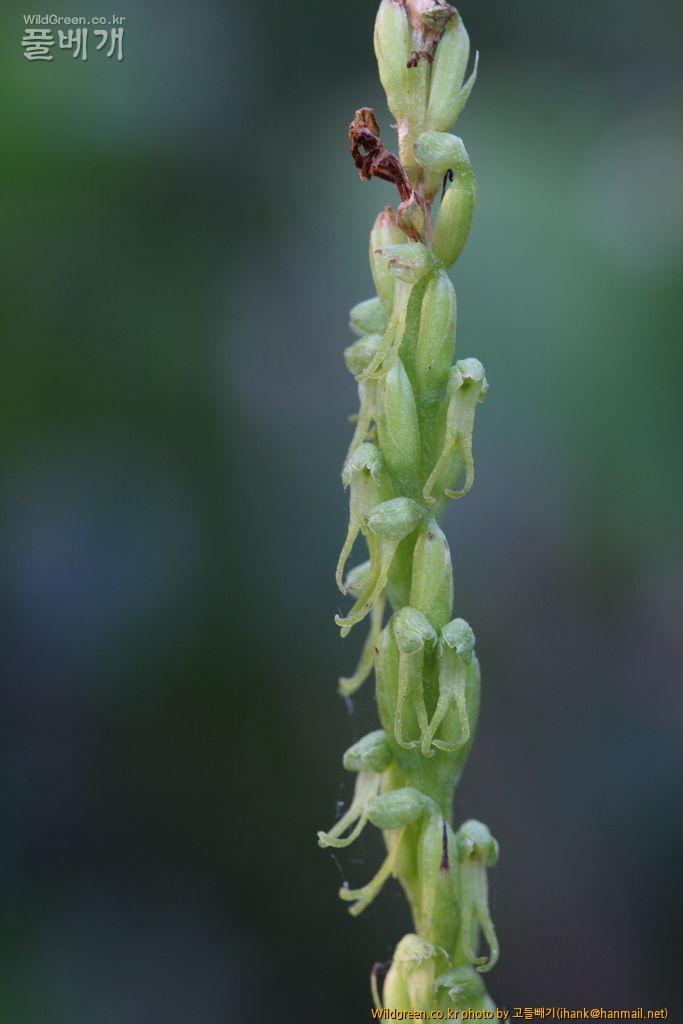 씨눈난초_2026.JPG : 씨눈난초