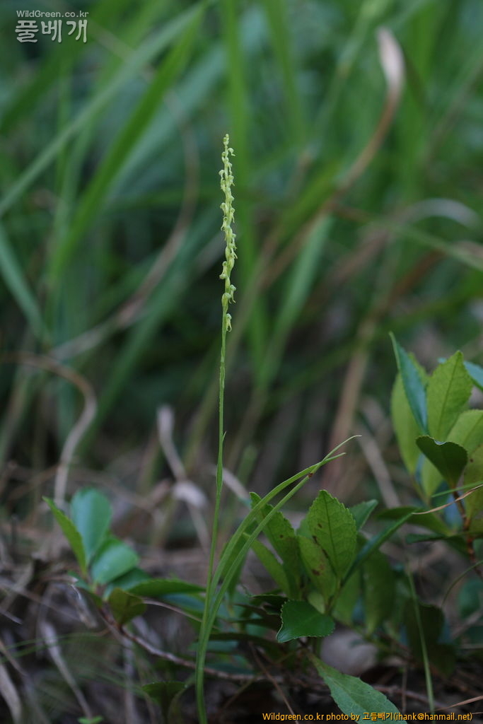 씨눈난초_2044.JPG : 씨눈난초