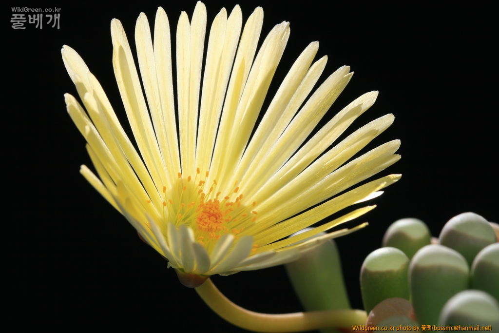 IMG_5712.JPG : 오십령옥